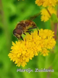 Kegelbijvlieg [Eristalis pertinax]